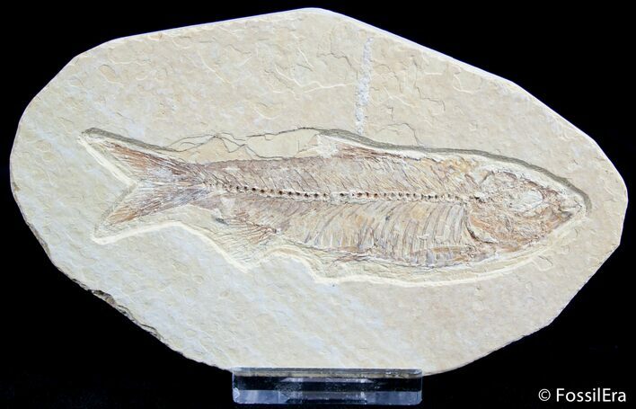 Inch Wyoming Fossil Fish #2572